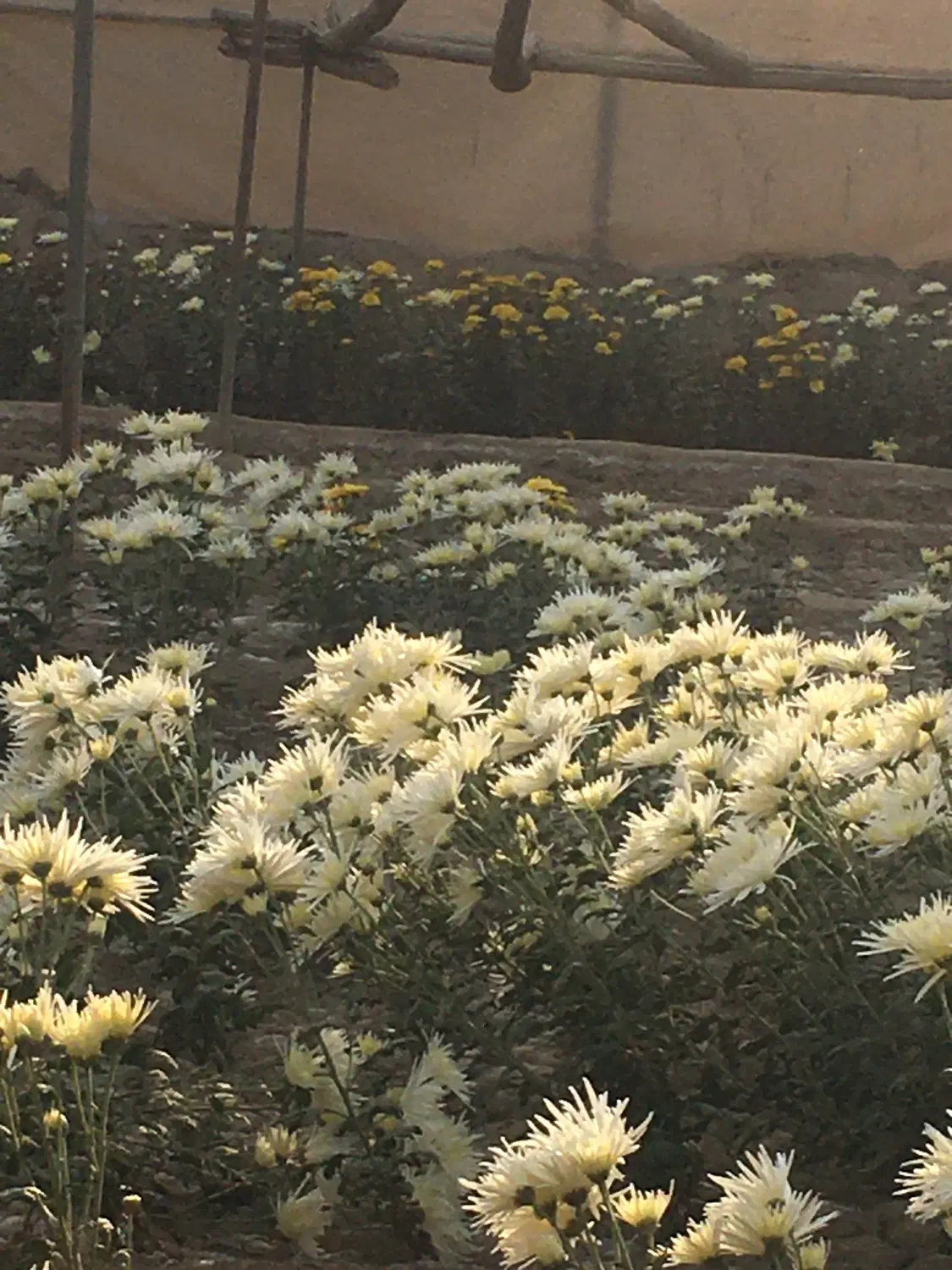 زمین کشاورزی