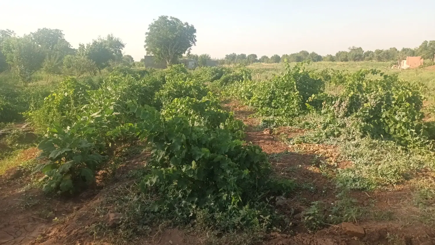 باغ برای فروش