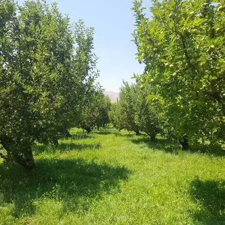 فروش ۱۴۰۰ متر باغ سیب