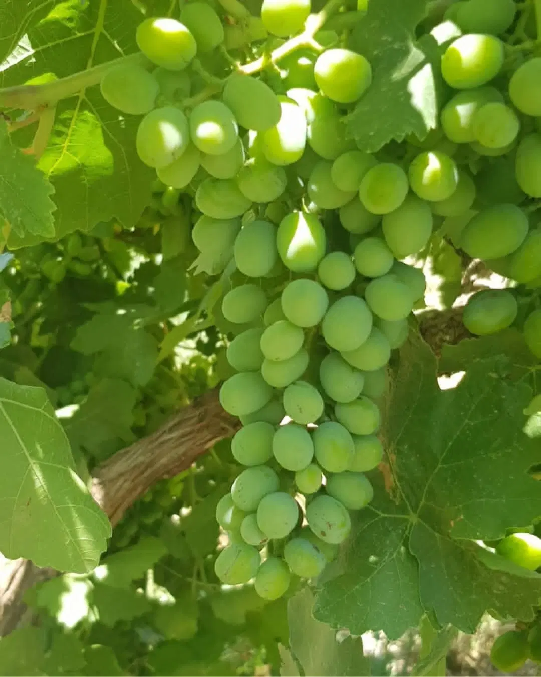 فروش باغ انگور