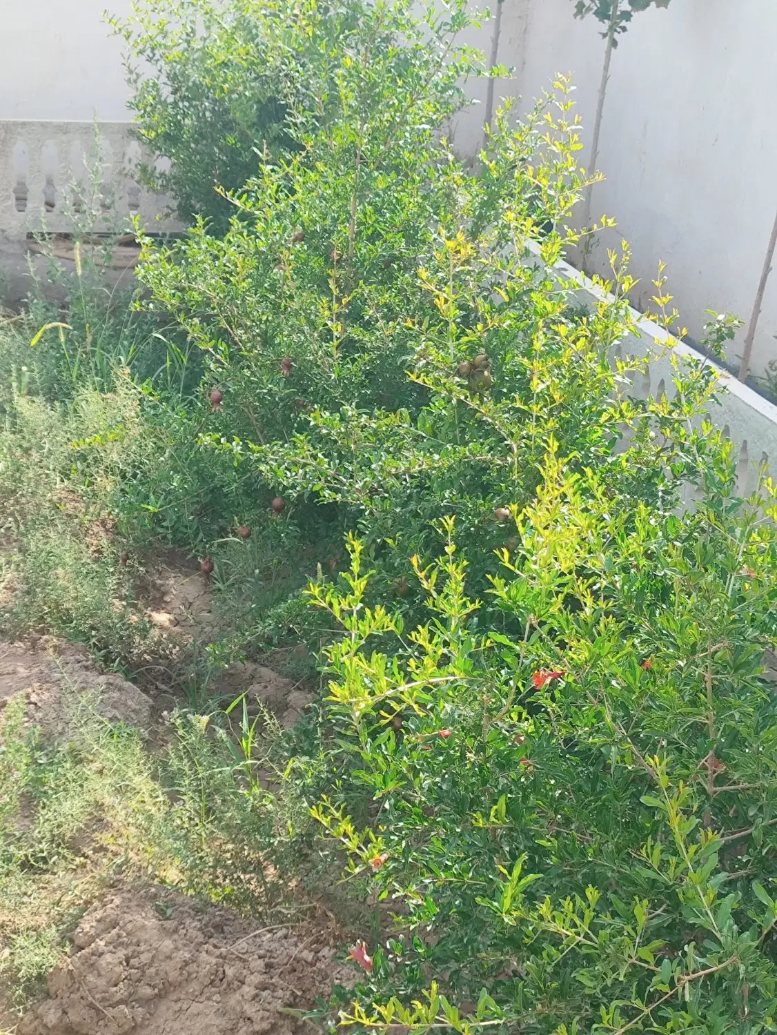 باغچه شاهین شهر