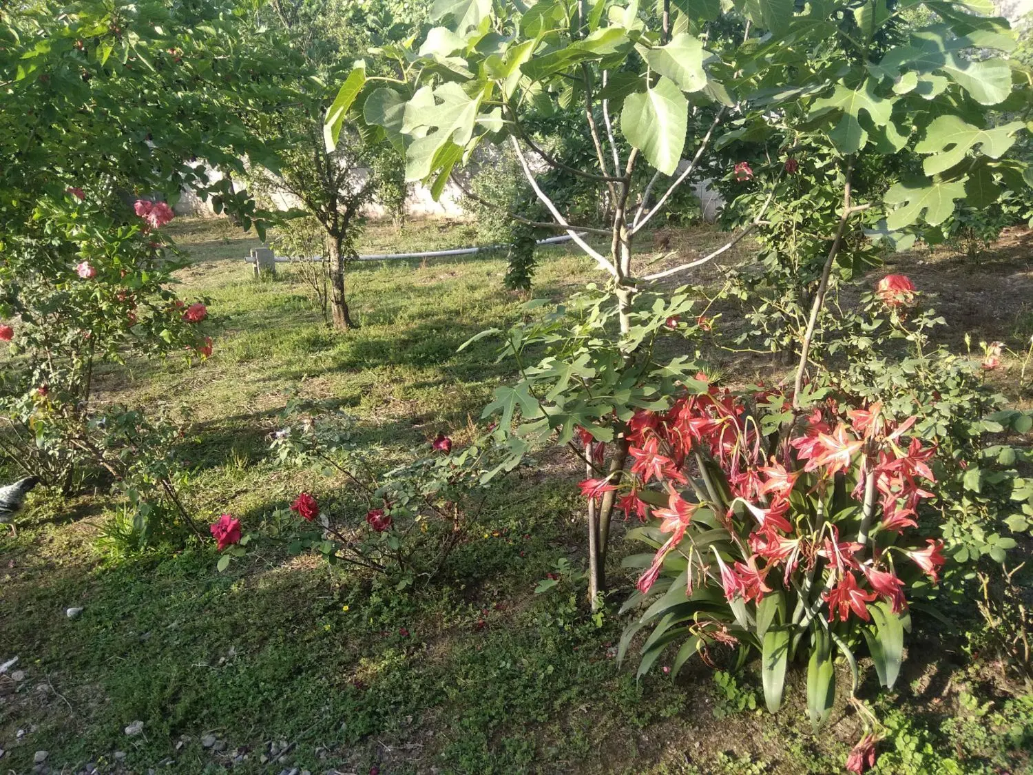 زمین مسکونی دوبر
