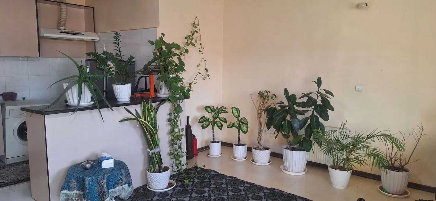 اجاره سویت شبانه