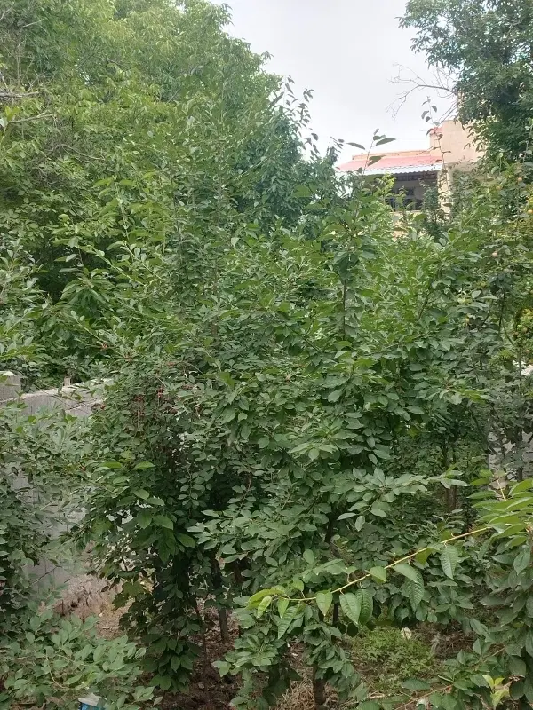 سوییت در گلمکان زیبا