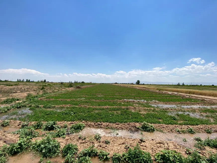 فروش زمین کشاورزی