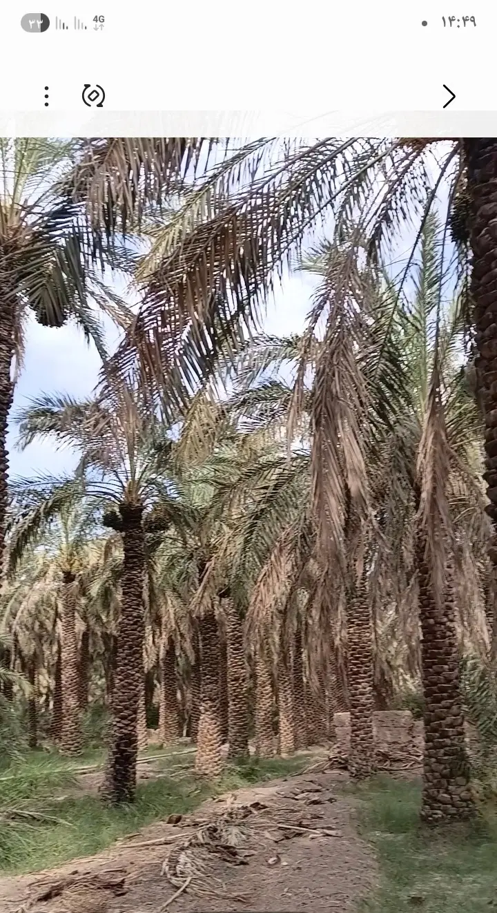 فروش باغ خرما بروات