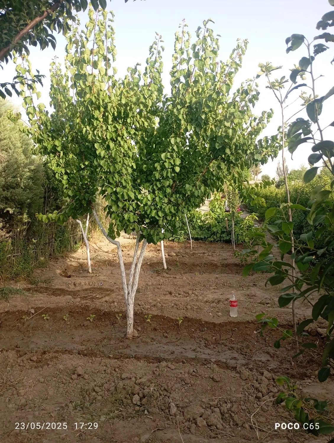 باغچه سیصد متری