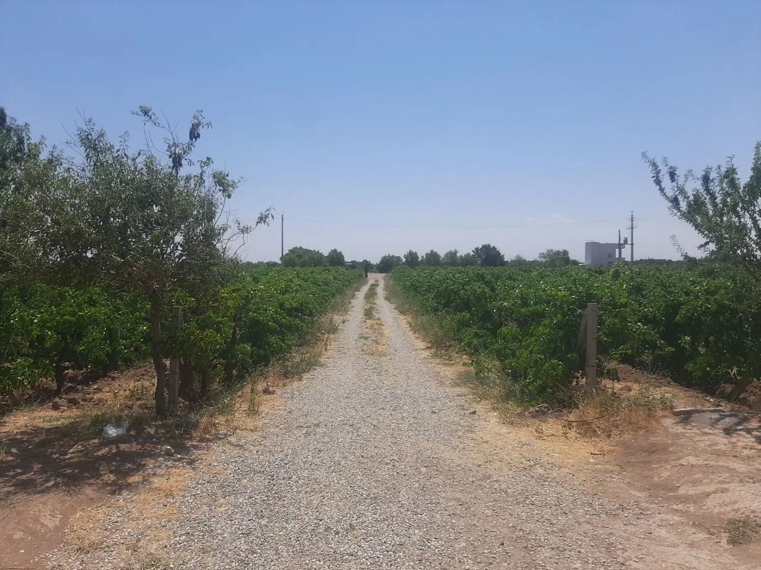 باغ انگور داربستی