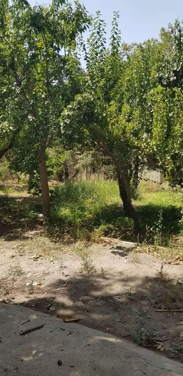 فرصتی مطمئن برای خرید باغ، باغچه و ویلا