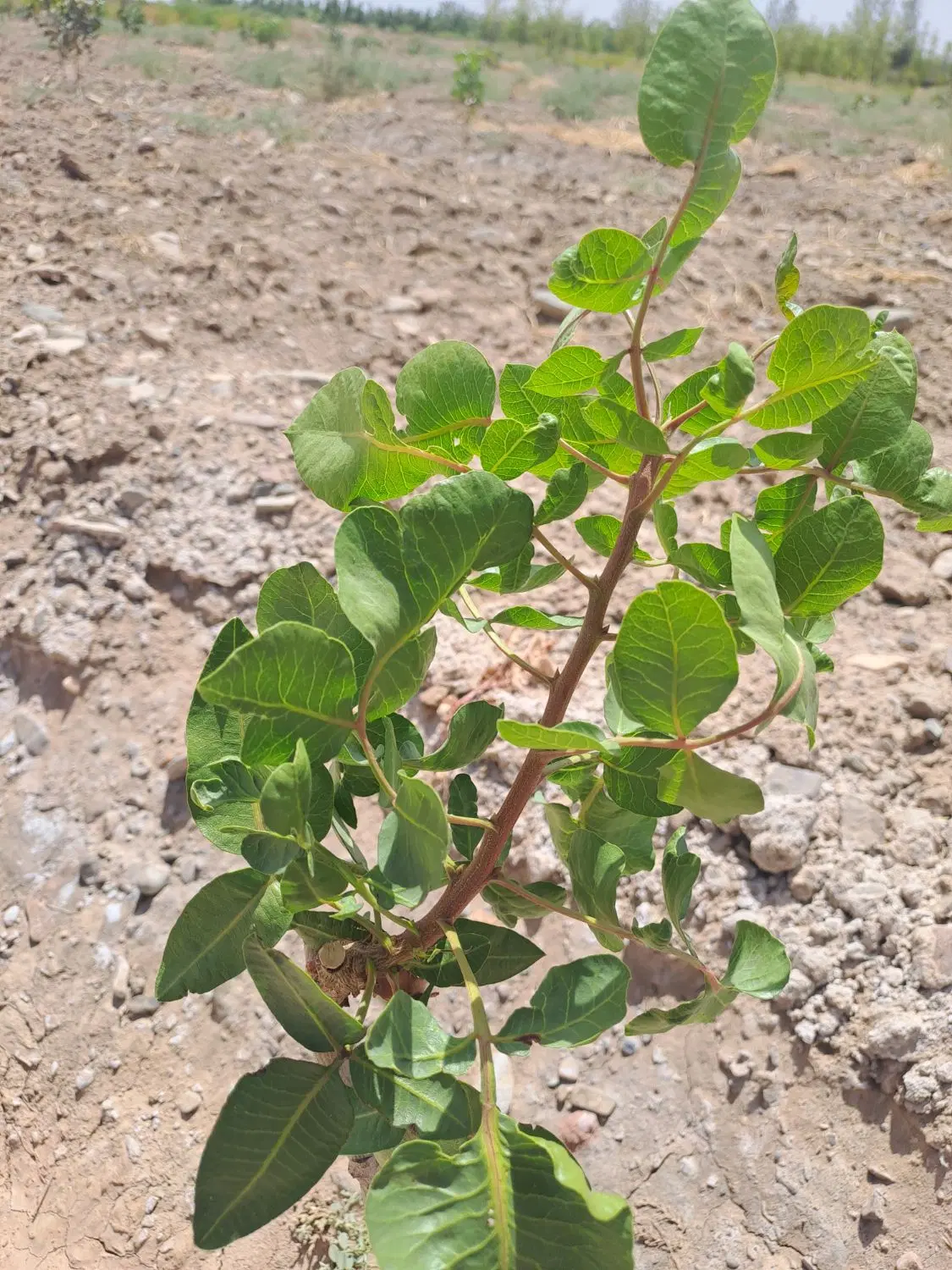 باغ پسته معصوم آباد