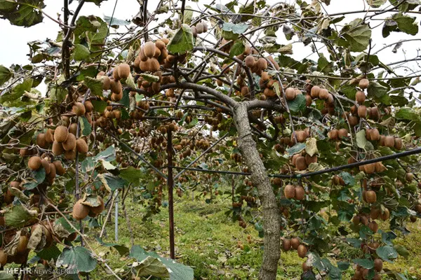 فروش زمین باغی