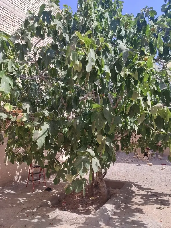 خانه قدیمی در ورنامخواست
