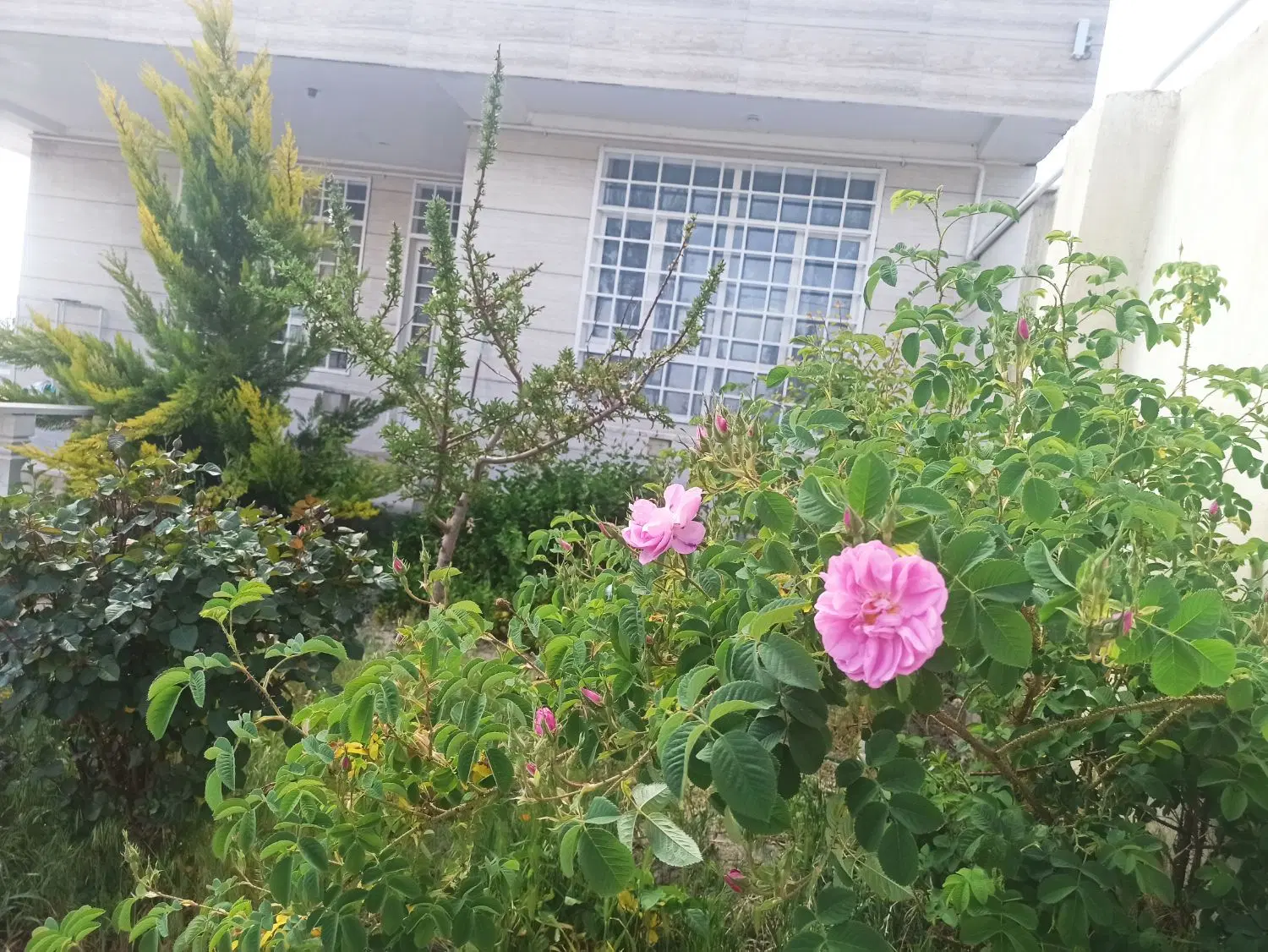 خانه ملکی ساردوییه مرکز شهر نوساز