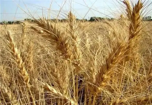 اجاره زمین کشاورزی25هکتار