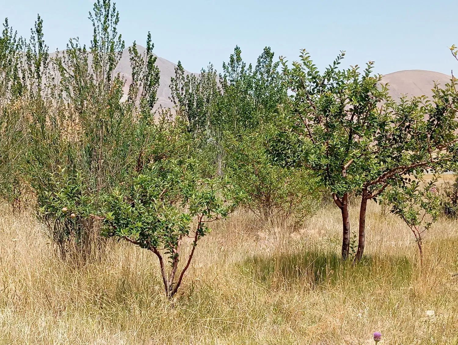 1300 متر باغ در روستای نهند