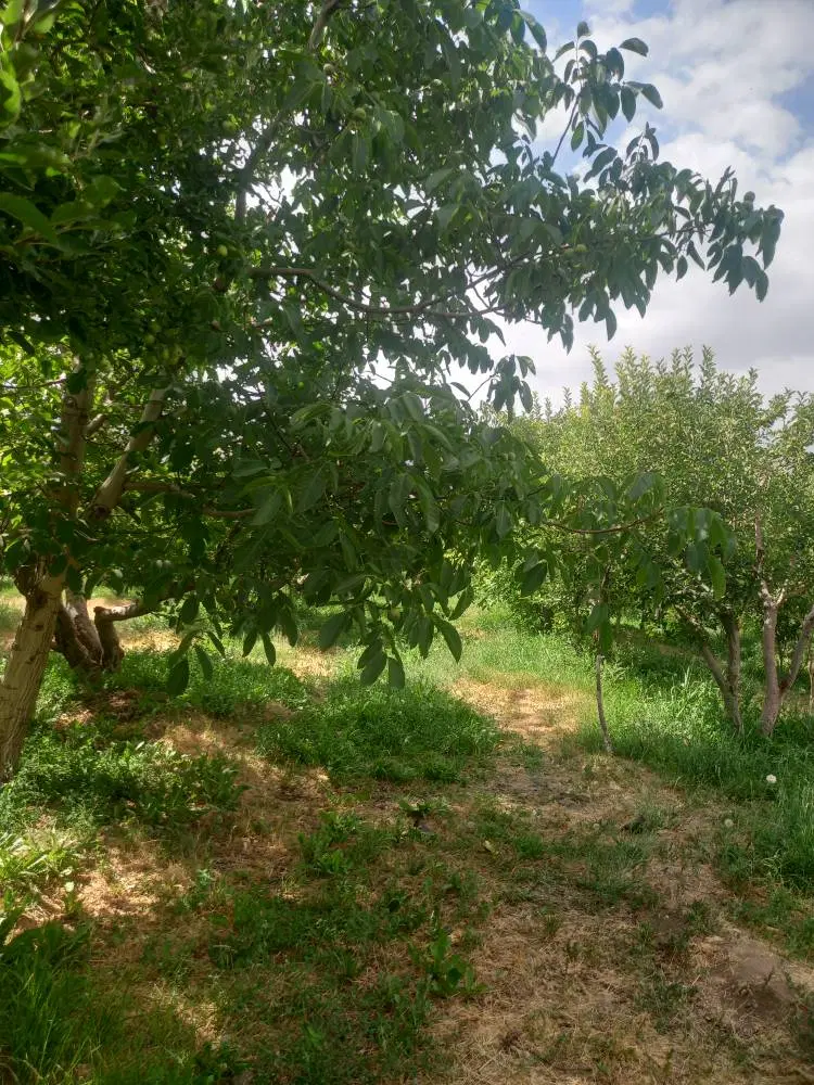 ۵۰۰مترباغچه دردماوندجابان