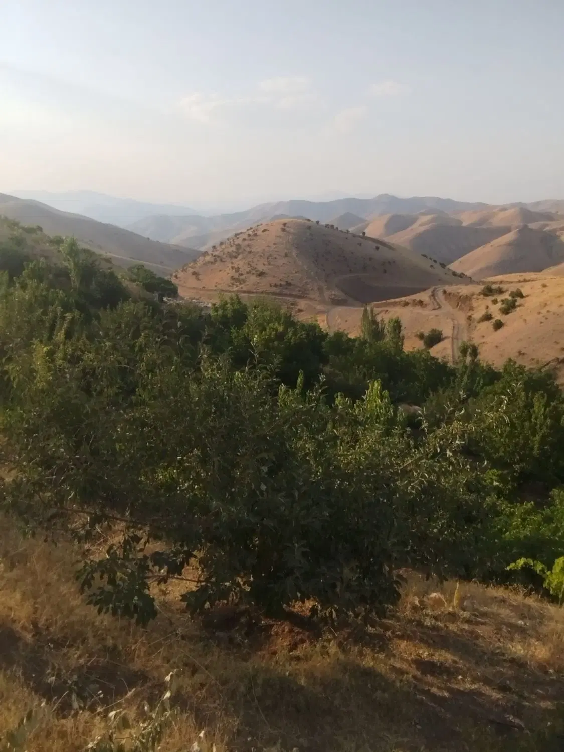 باغ واقع در روستای نران