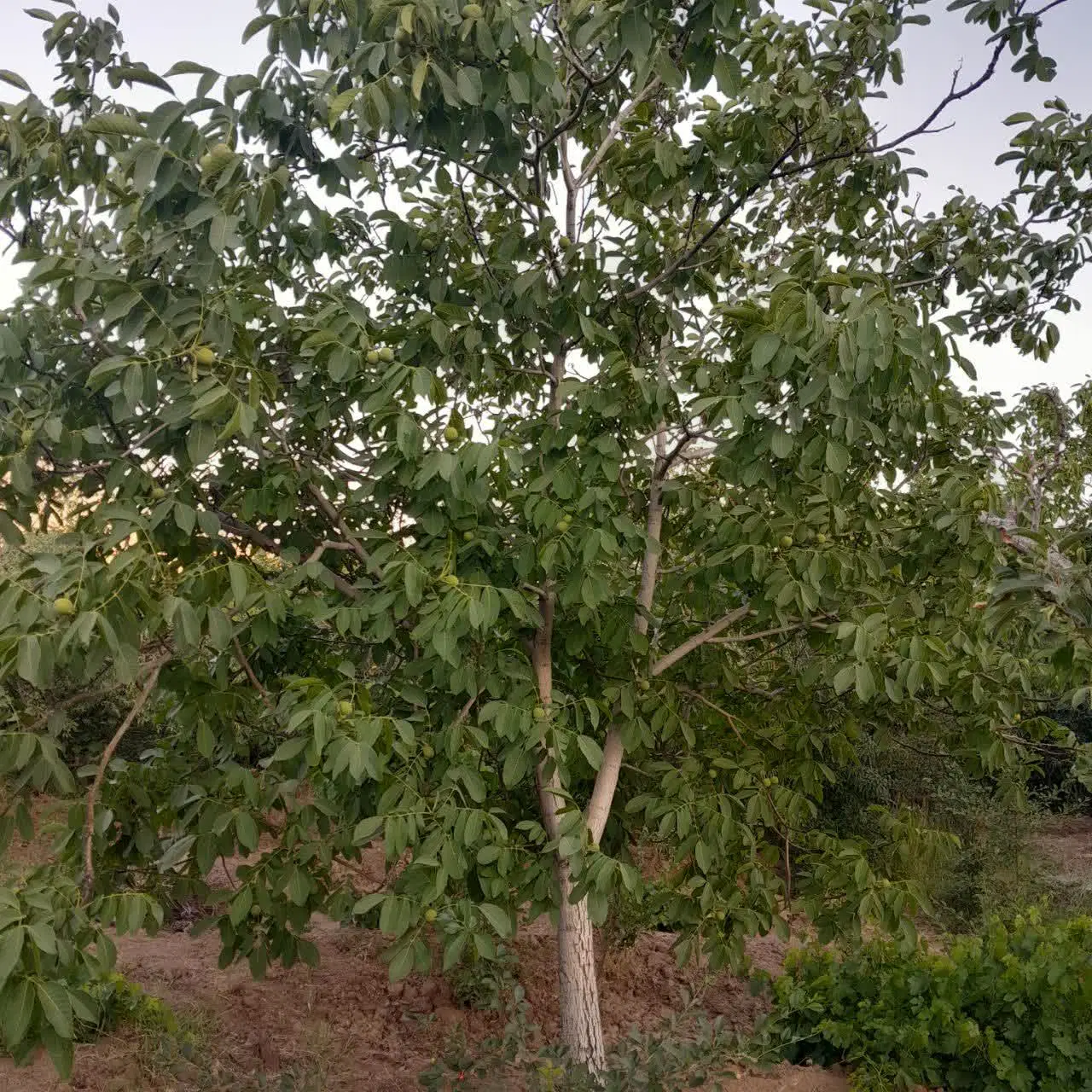 باغ فروشی آستانه