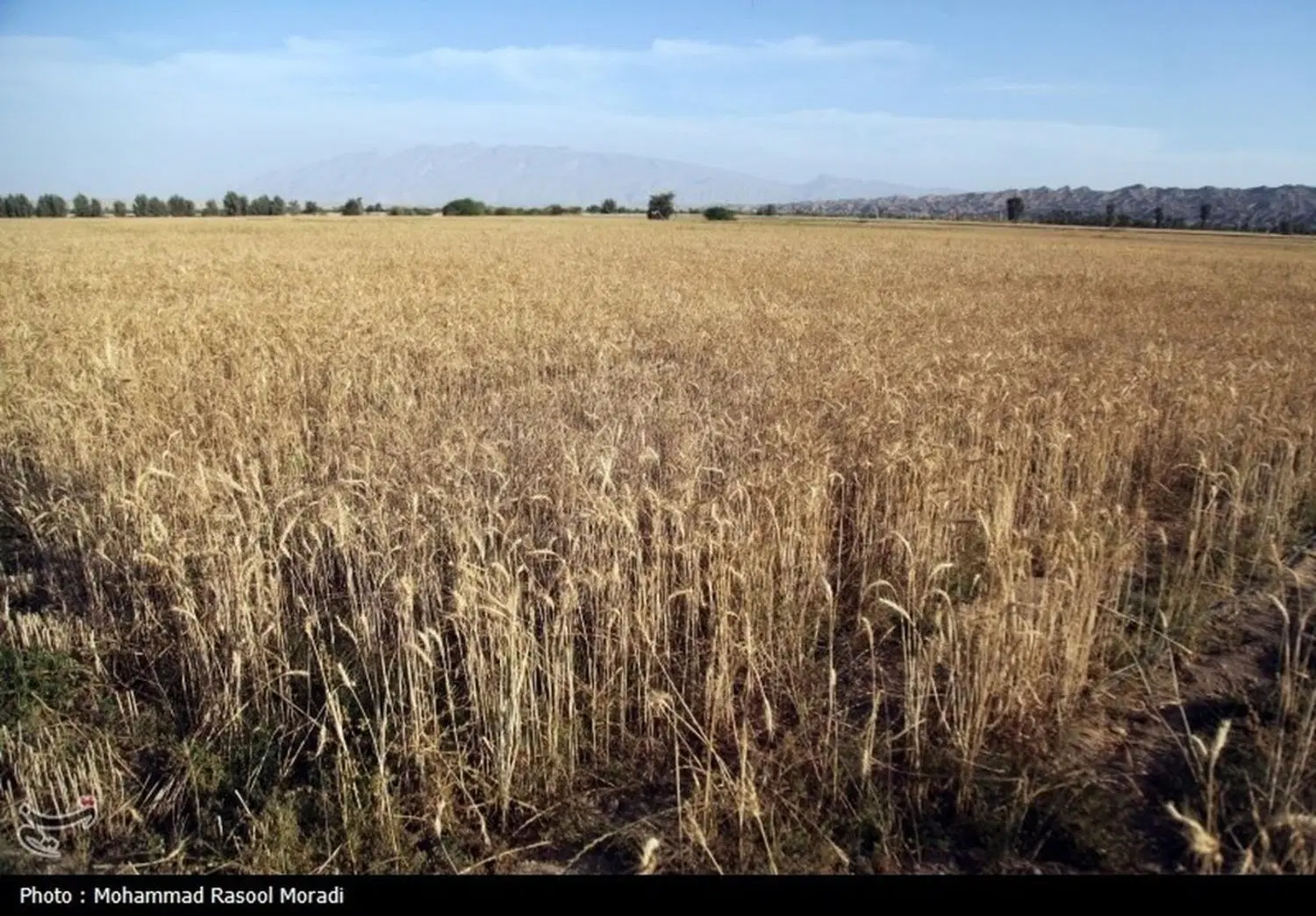 فروش زمین کشاورزی در روستای خان احمد