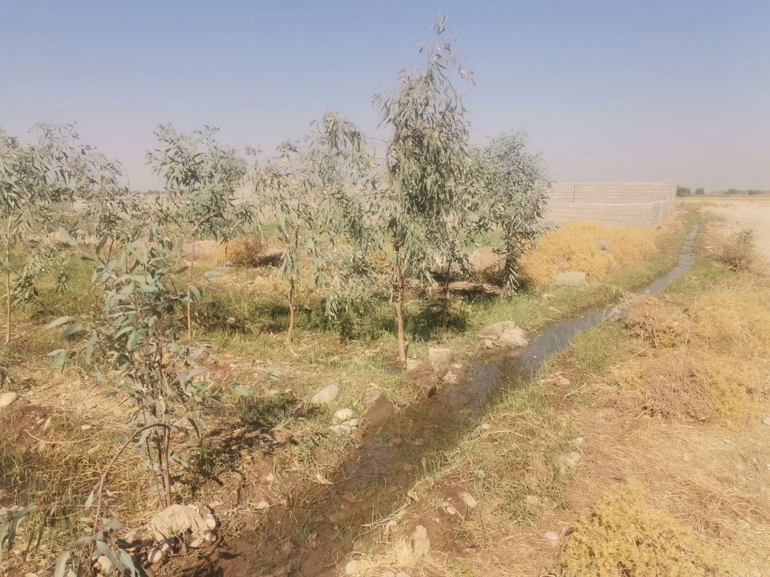 دوقطعه 600 متری زمین باغ جاده زاویه تابلو فدک