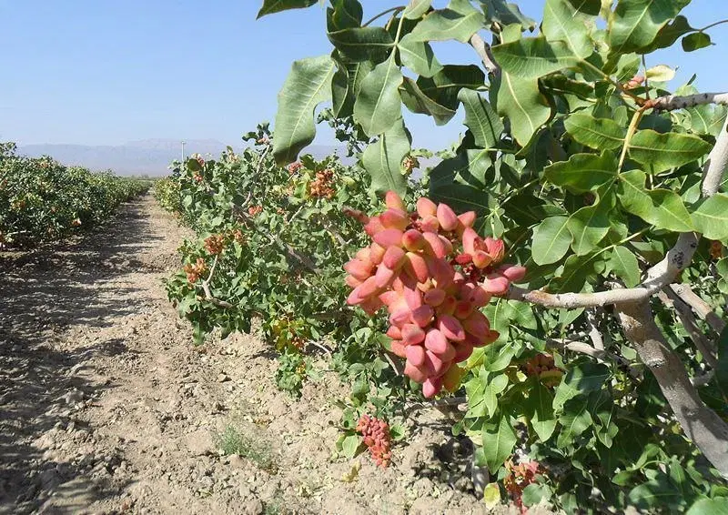 باغ پسته