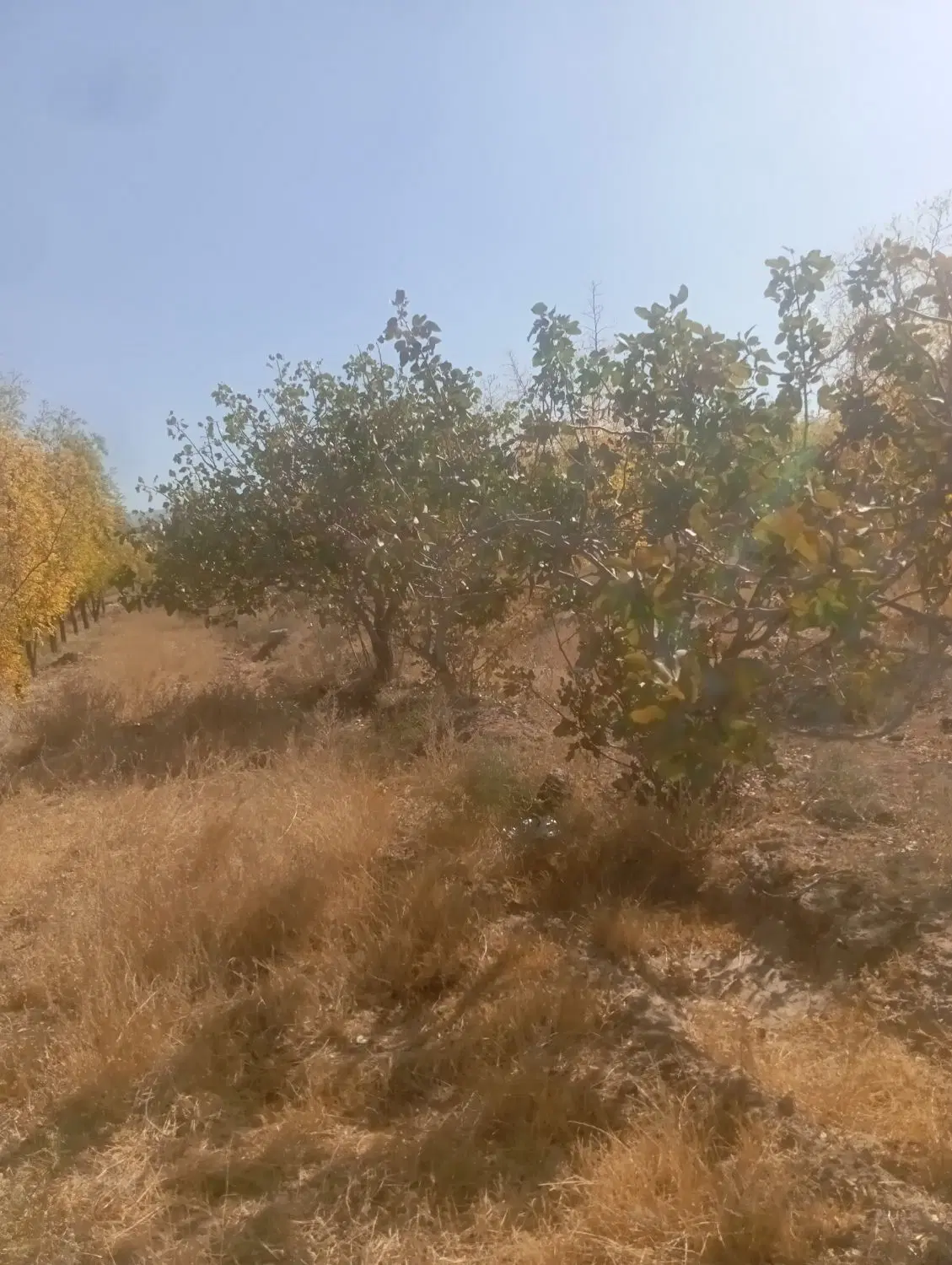 زمین دشت بجد
