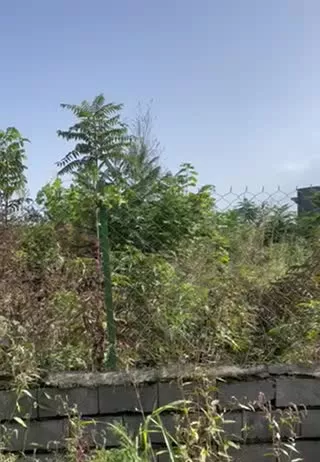 زمین ویلایی اسالم دو نبش آماده ساخت