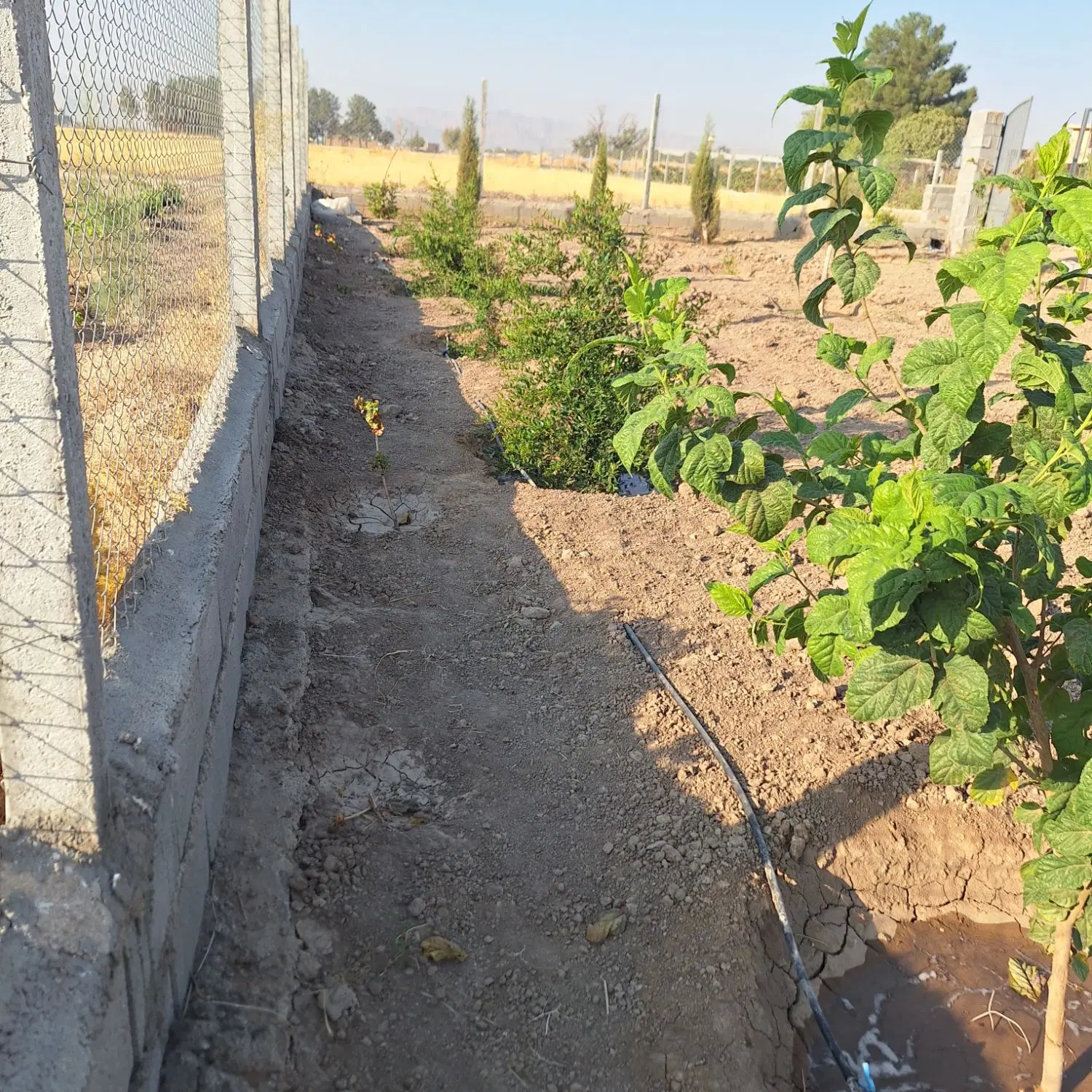 باغشهری رشمیجان