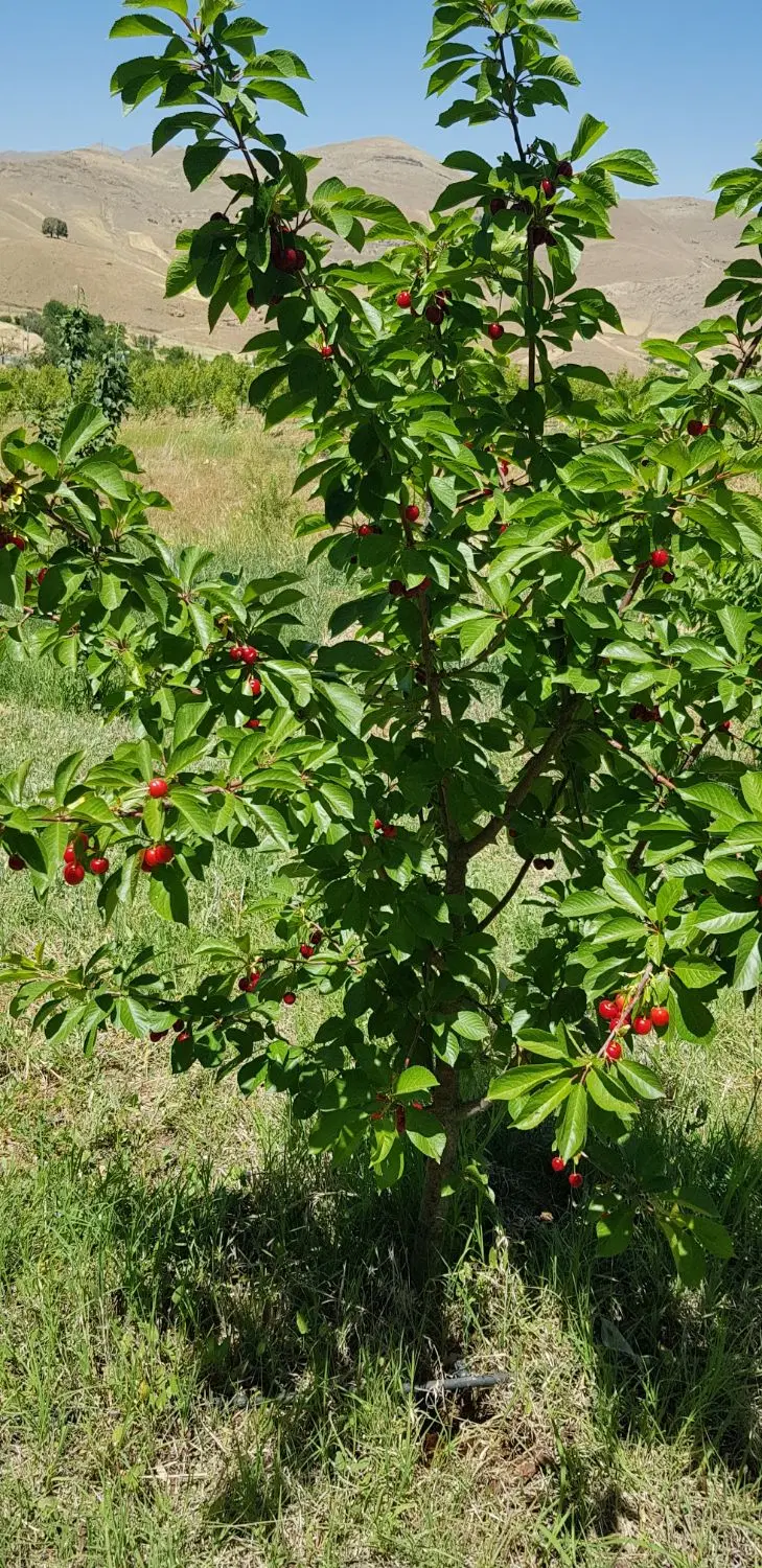زمین کشاورزی روستای کره سی