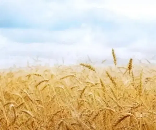 زمین کشاورزی