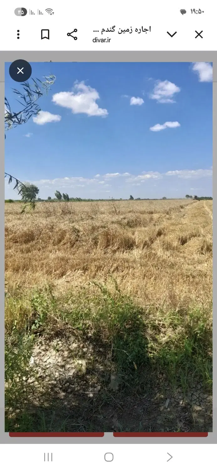اجاره زمین گندم به کشت سیر
