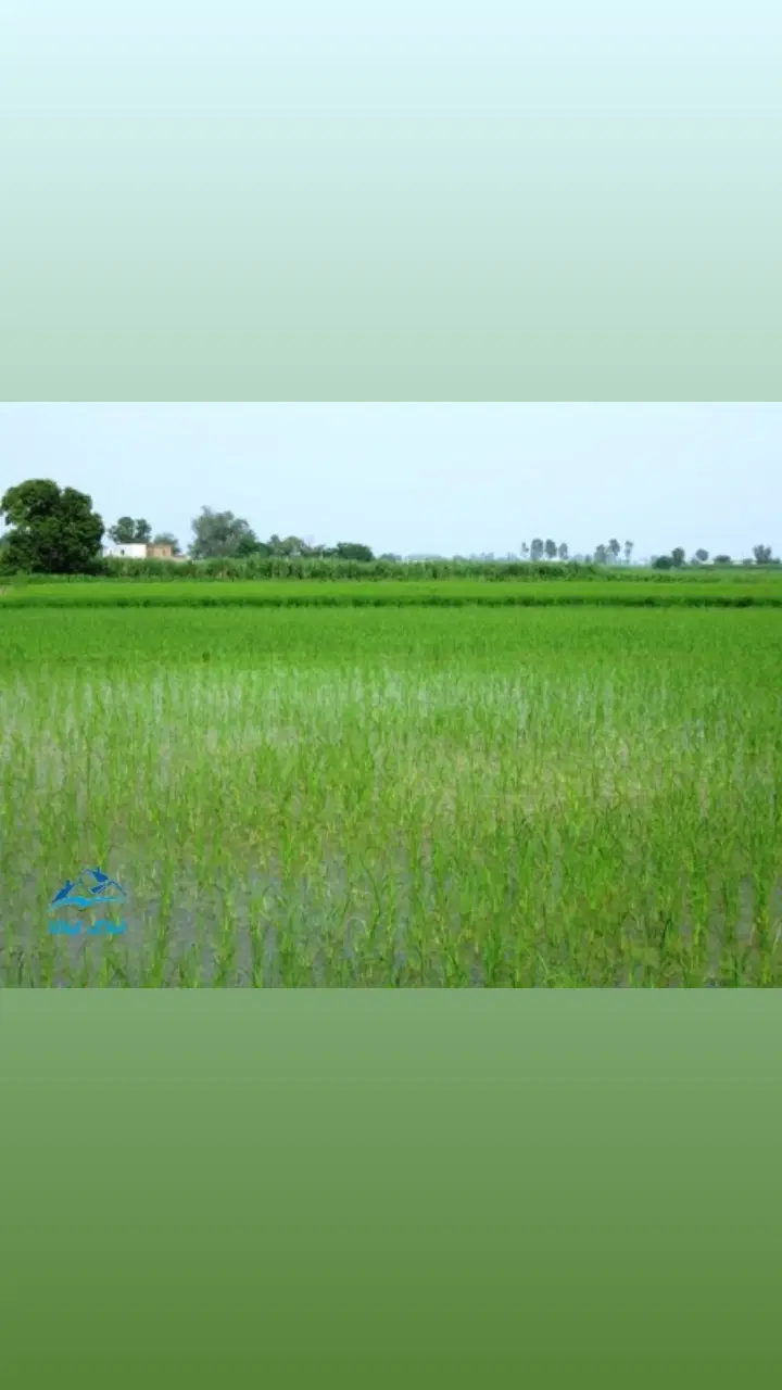 اجاره ۲۴۵۰۰ متر زمین برنجکاری در لنگرود