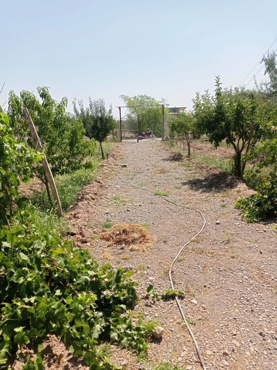 باغ زیبا و سرسبز