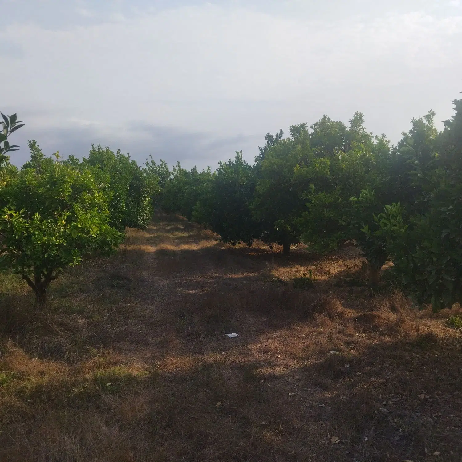 باغ مرکبات 1650 متر