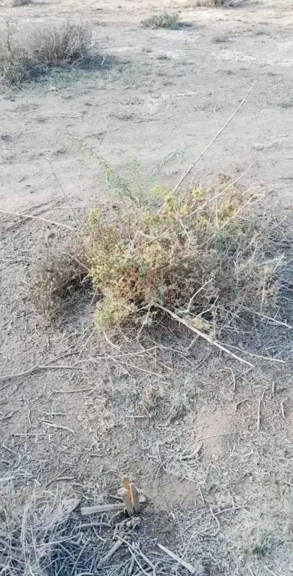 زمین مسکونی حمیدیه