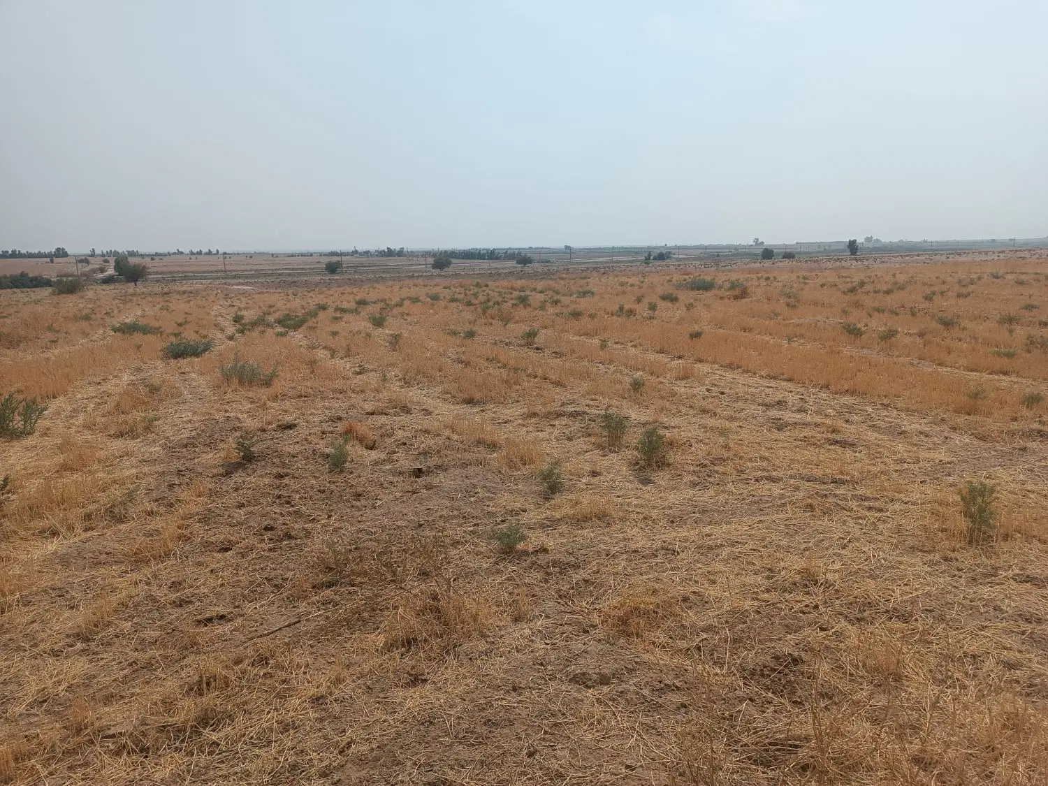 زمین کشاورزی