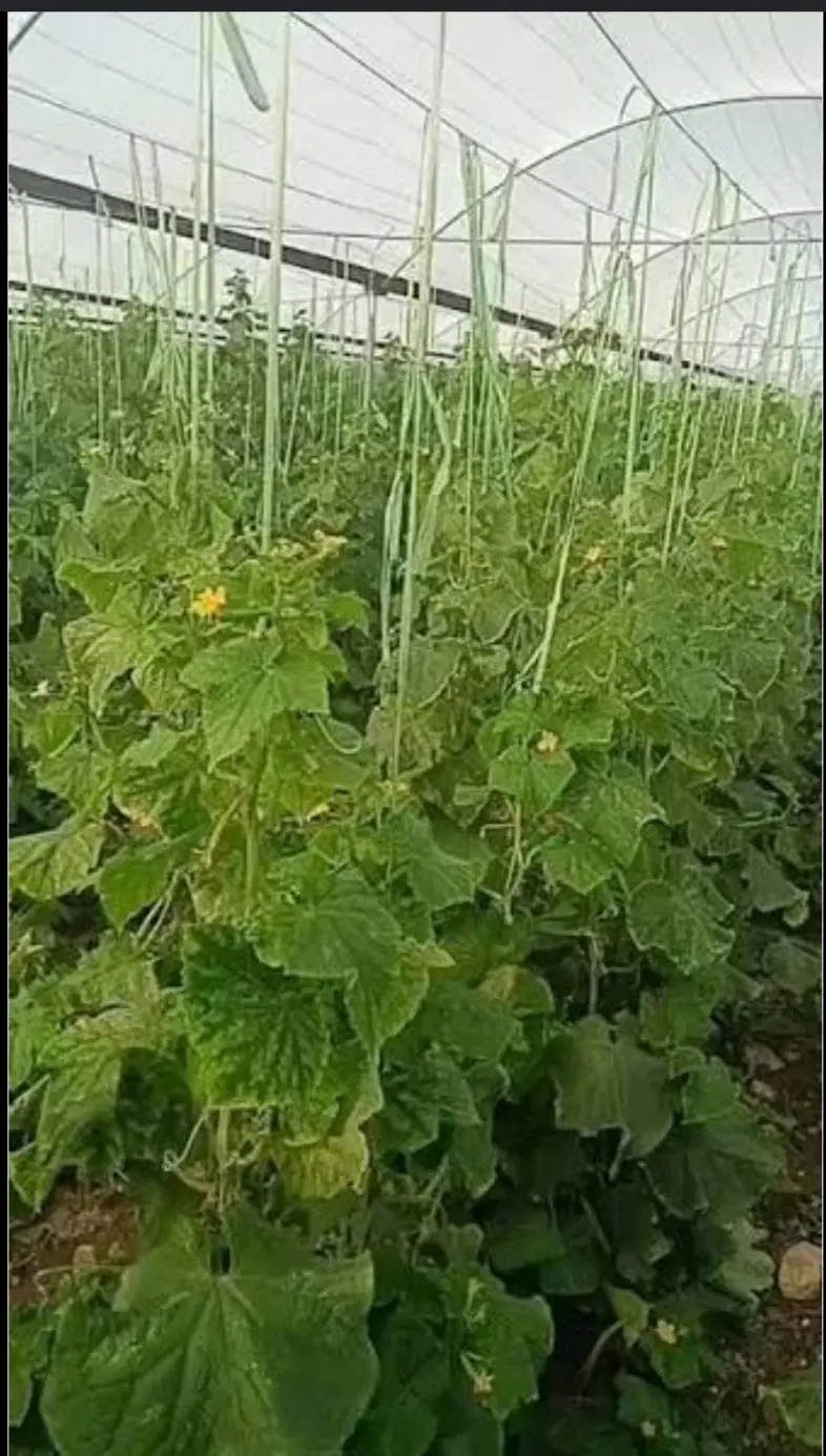 فروش اسکلت گلخانه