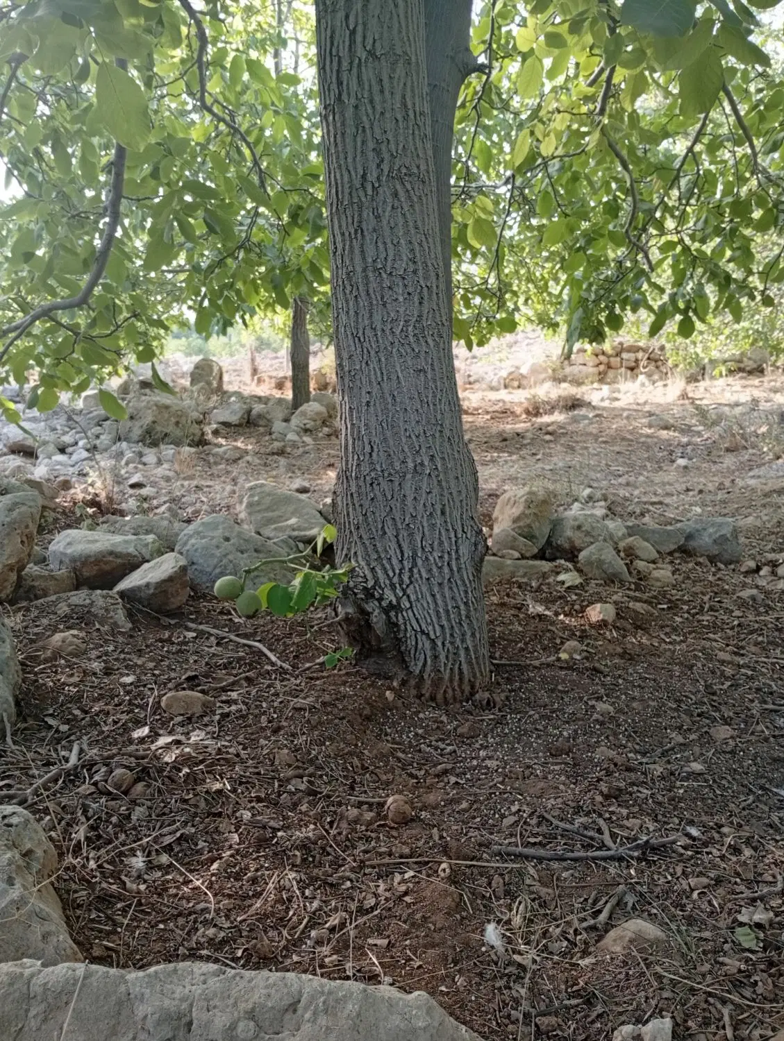 زمین مسکونی باغی