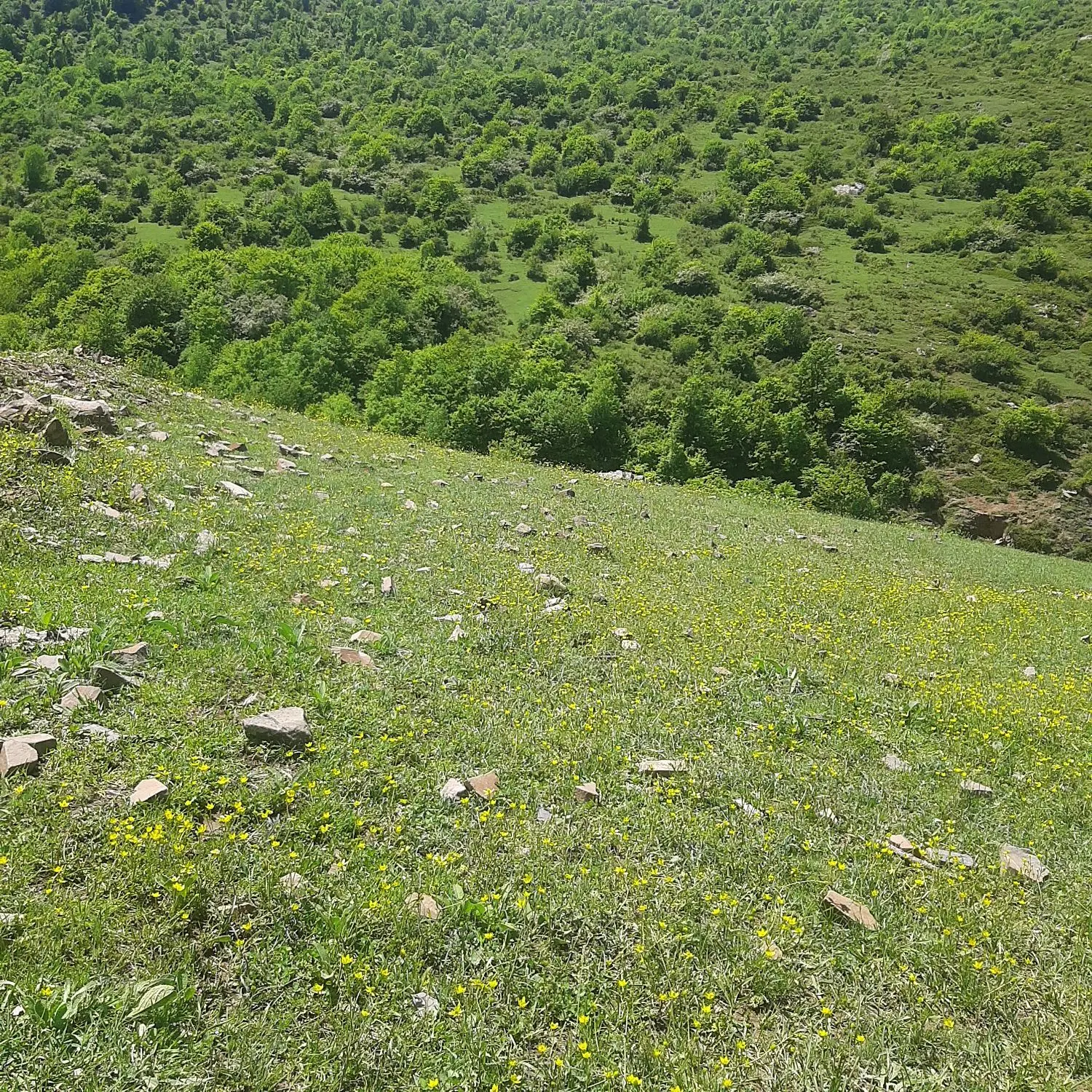 زمین ۲۸۰ متری در الیت