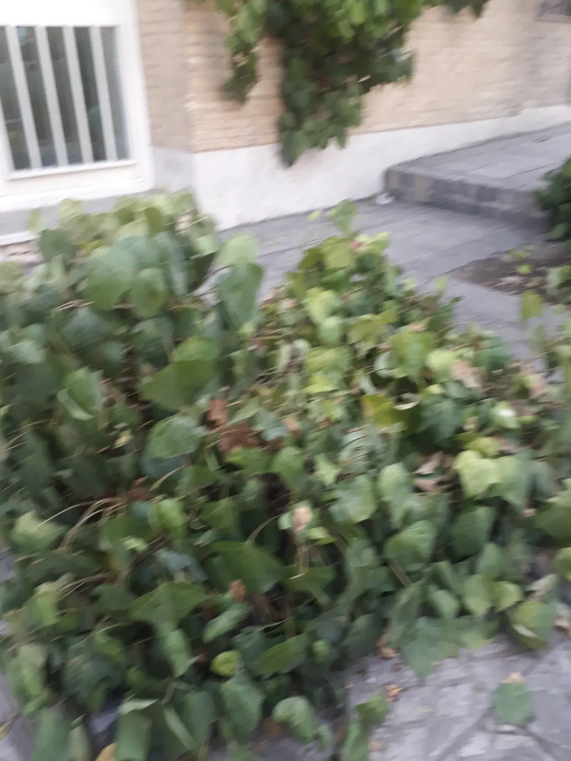 آپارتمان ۶۰ متری ۱ خوایه طبقه اول اجاره ای