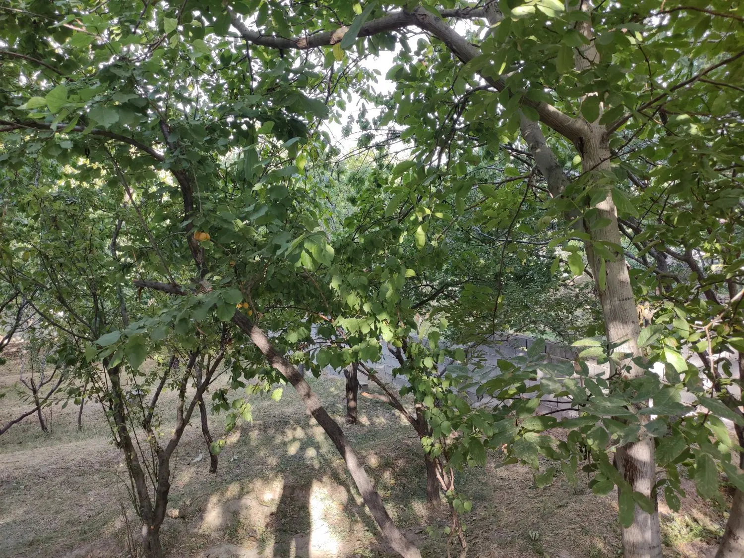 باغ بر آسفالت در منطقه ویلایی اسکو