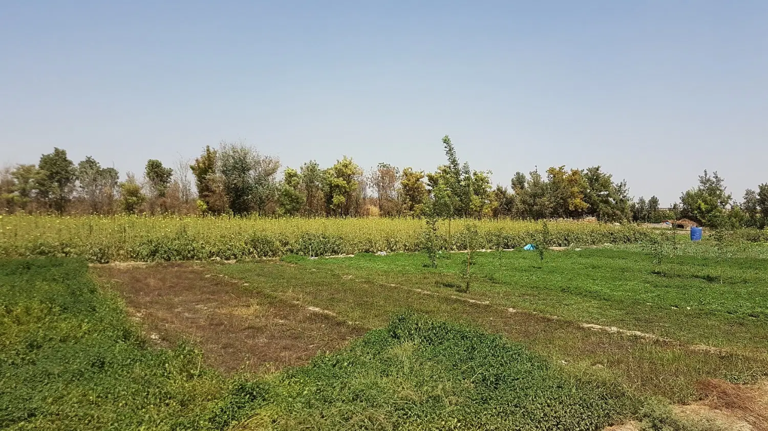 باغ 12 هزار متری