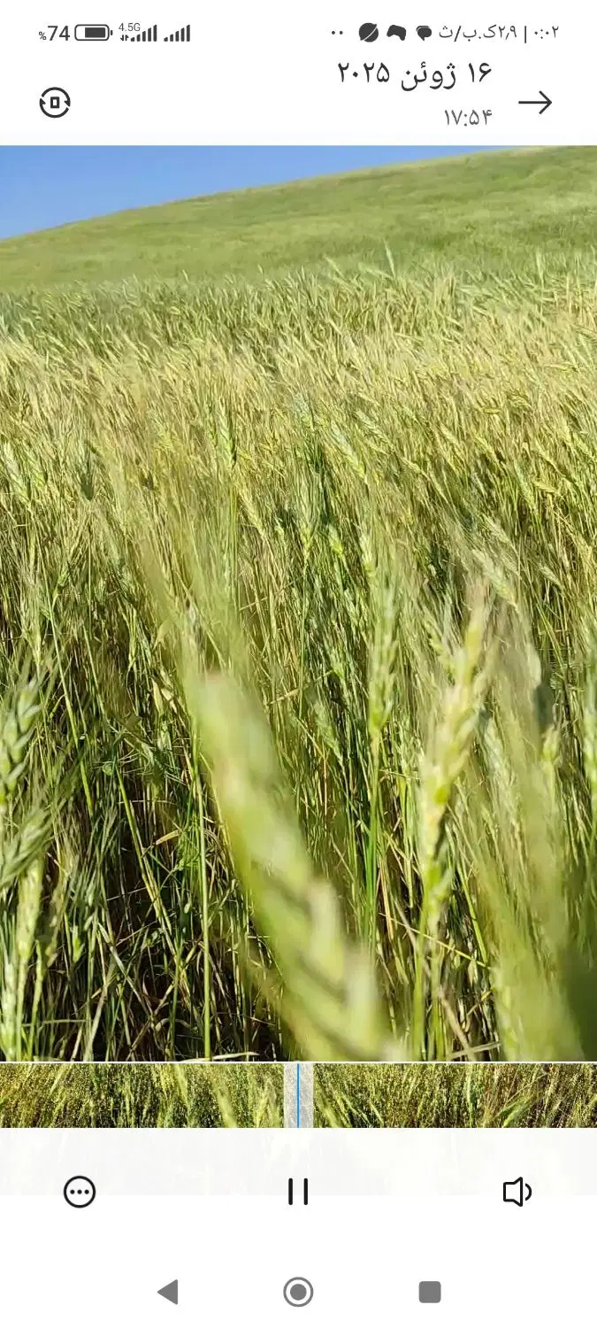 زمین کشاورزی دیم در روستای حصار