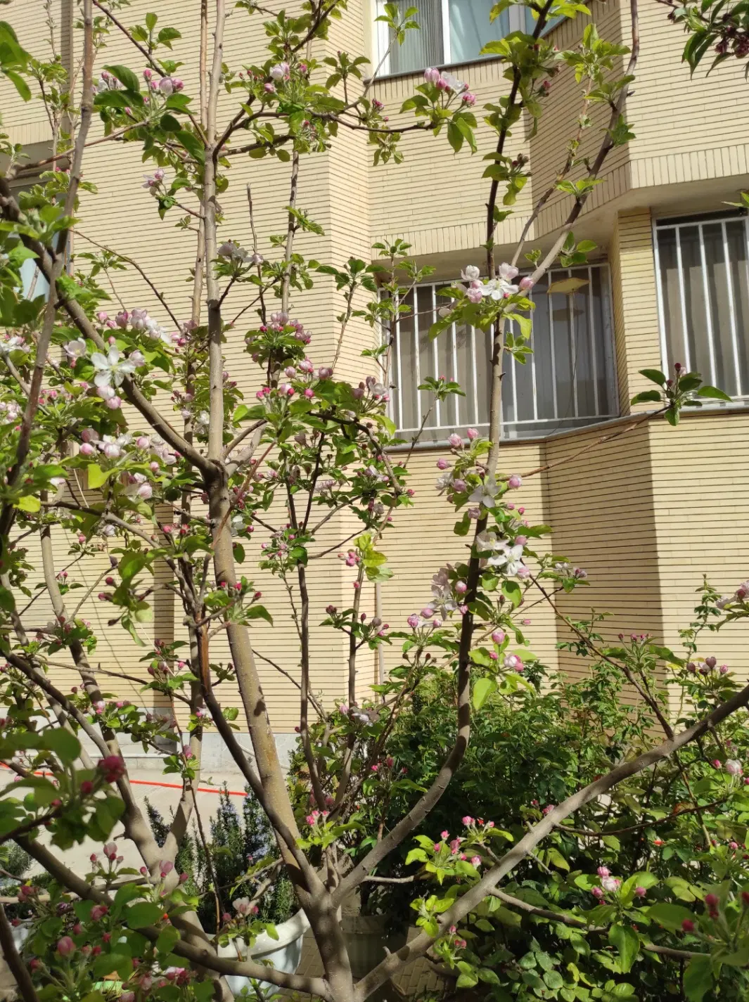 فروش ۵۰۰ متر زمین اپارتمان ۴واحدی نزدیک دانشگاه