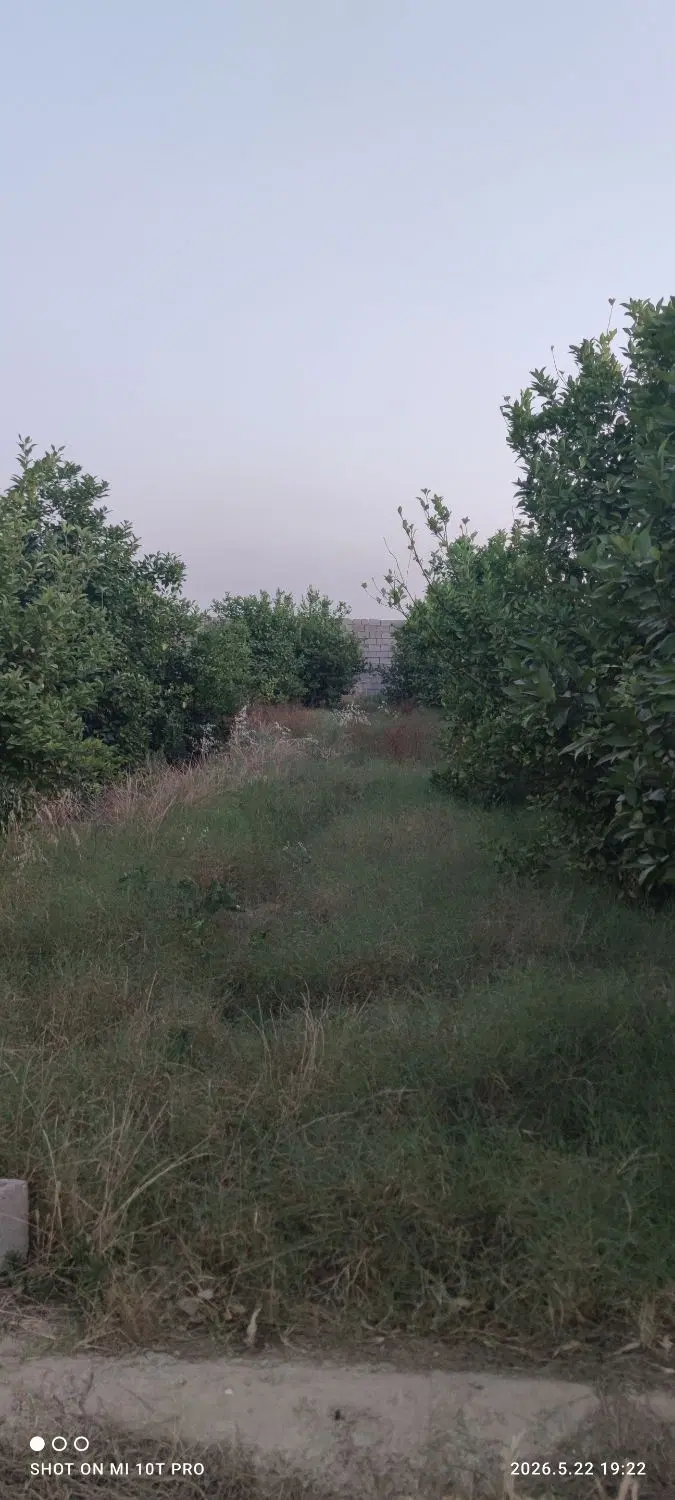 باغچه۱۰۰۰متربنجعفر برقداربادیوارکامل ودرب ودرخت