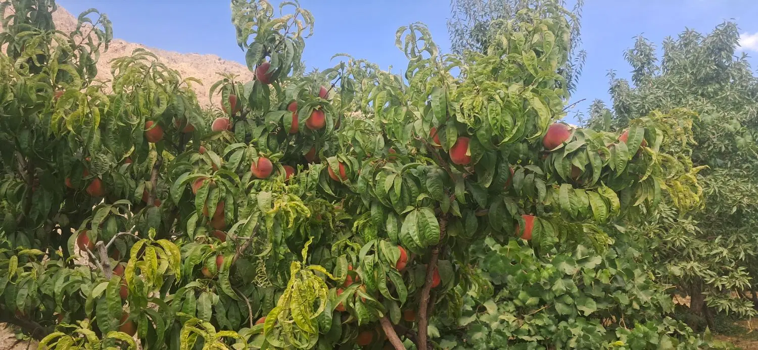 باغ