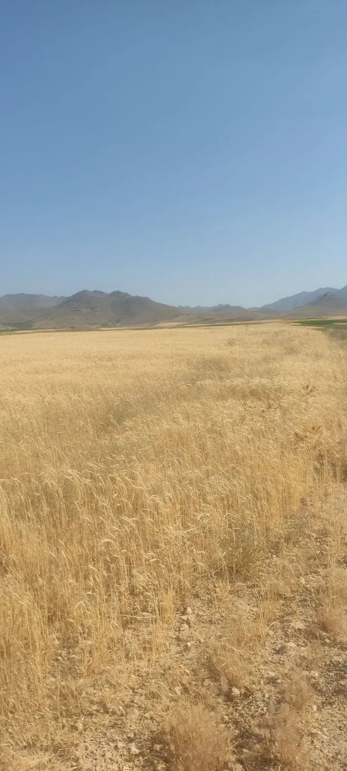 زمین دیم ۶ هزار متری
