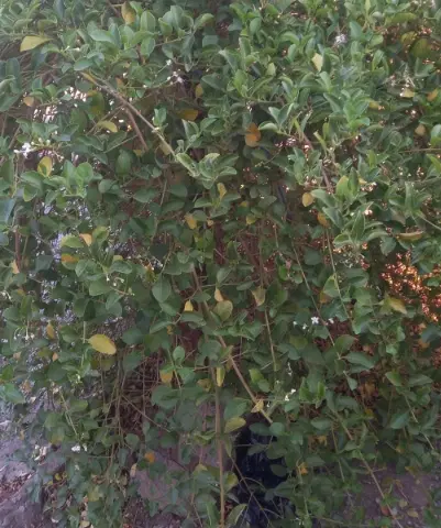 رهن کامل یه خونه در خیابان خیام بم