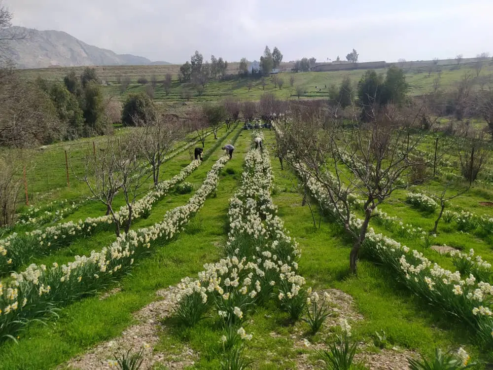 ویلا باغ،زمین کشاورزی آبی