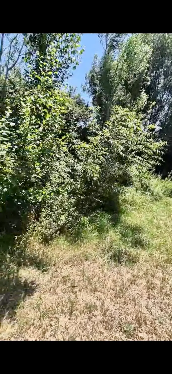زمین کشاورزی